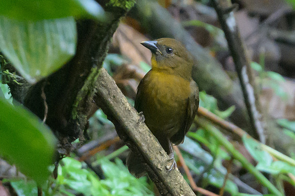 Red-throated Ant-Tanager