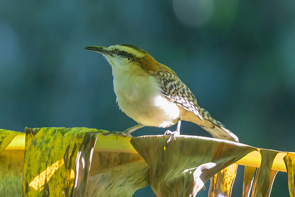 Rufous-naped Wren