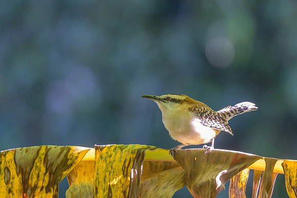 Rufous-naped Wren