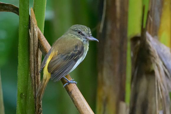 Bright-rumped Atilla