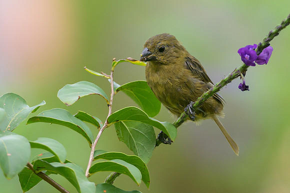 Variable Seedeater
