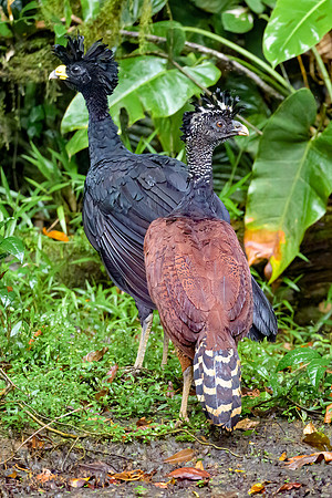 Great Curassow