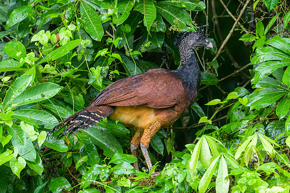 Great Cussarow