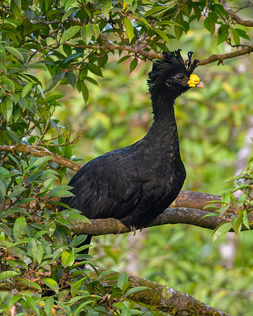 Great Curassow
