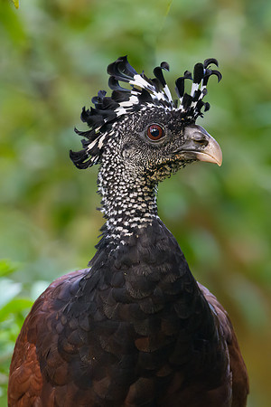 Great Curassow