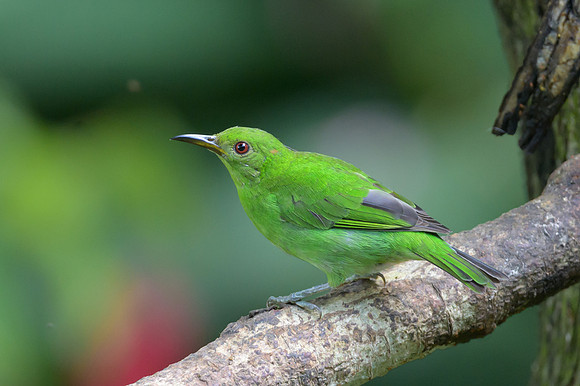 Green Honeycreeper