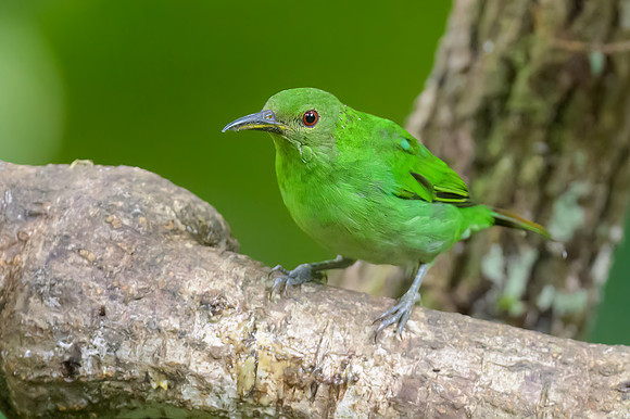 Green Honeycreeper