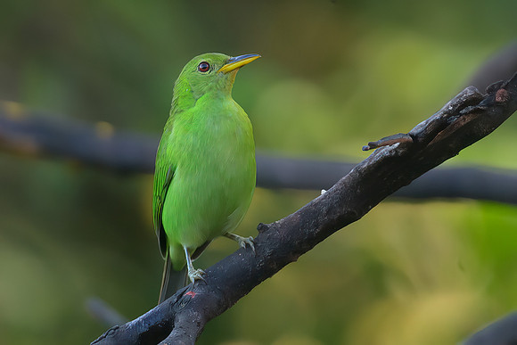 Green Honeycreeper