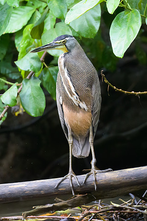 Bare-throated Tiger Heron