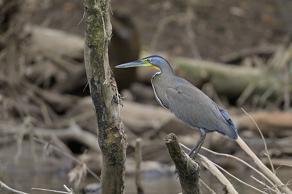 Bare-throated Tiger Heron