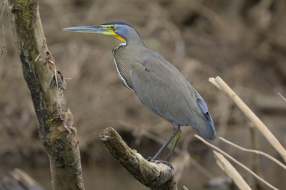 DSC_7671-Edit