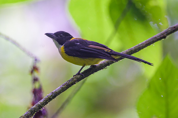 White-throated Shrike-Tanager