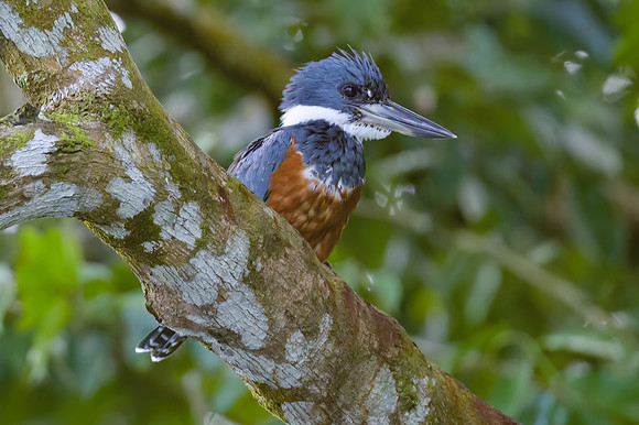 Ringed Kingfisher
