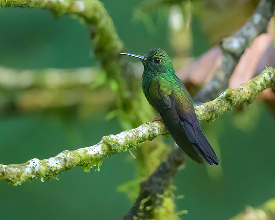 Bronze-tailed Plumeleteer