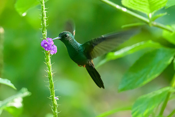 Bronze-tailed Plumeleteer