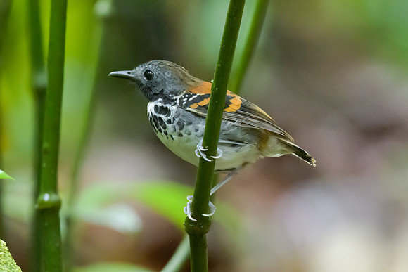 Spotted Antbird