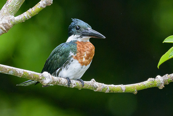 Amazon Kingfisher