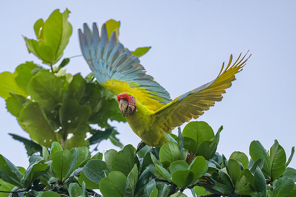 Great Green Macaw