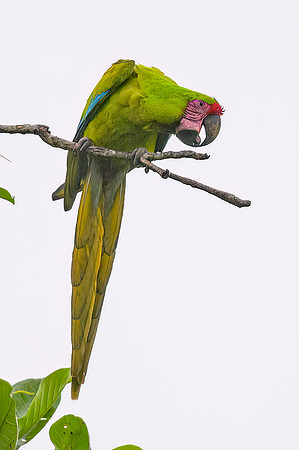 Great Green Macaw