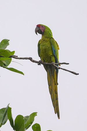 Great Green Macaw