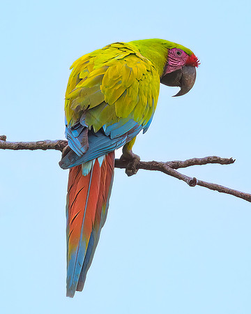 Great Green Macaw