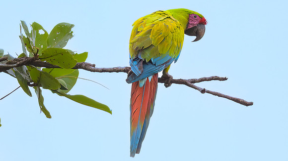 Great Green Macaw