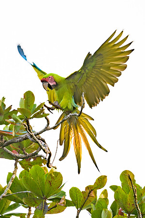 Great Green Macaw