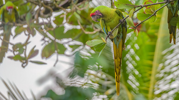 Great Green Macaw