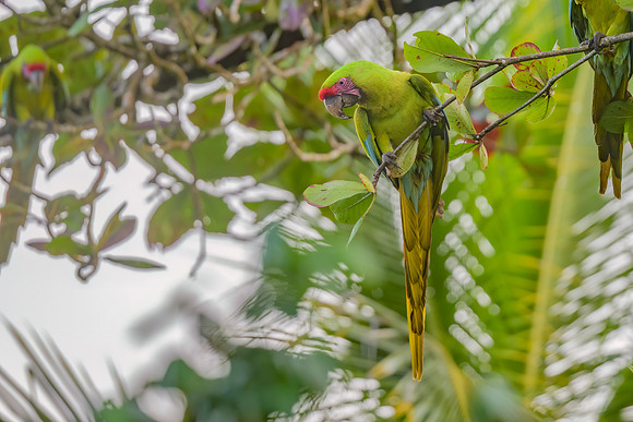 Great Green Macaw