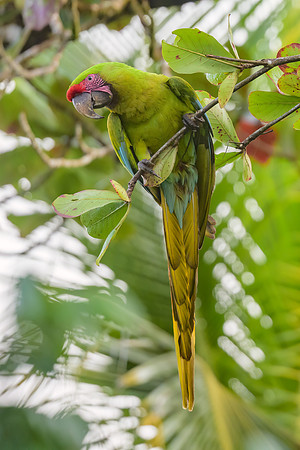 Great Green Macaw