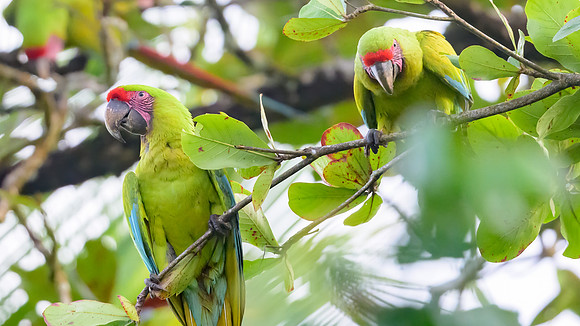 Great Green Macaw