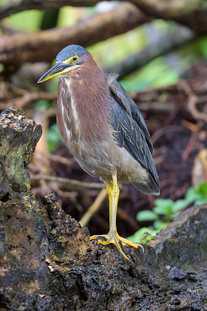 Green Heron