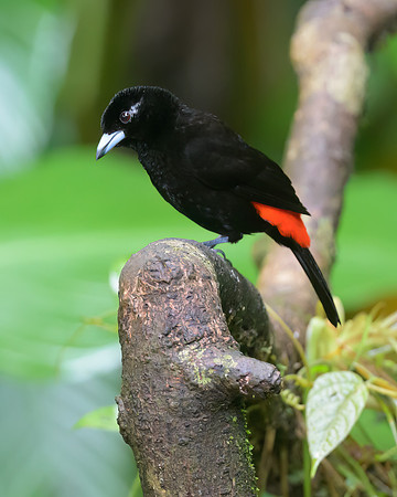 Passerini's Tanager