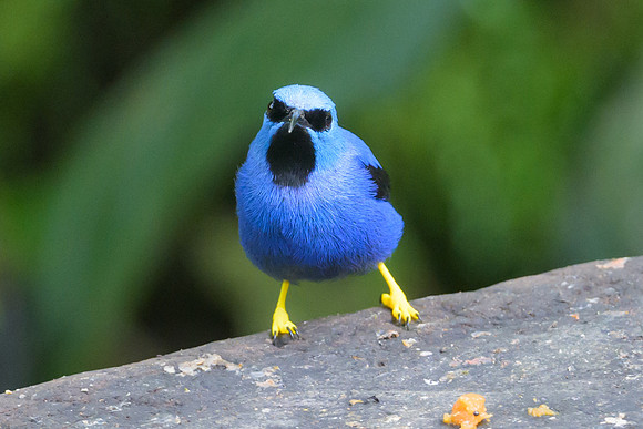 Shining Honeycreeper