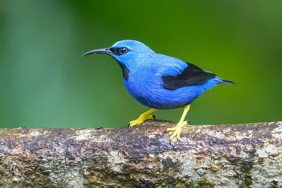 Shining Honeycreeper
