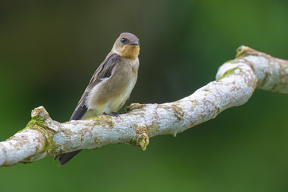 Southern Rough-winged Swallow