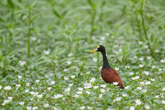Northern Jacana