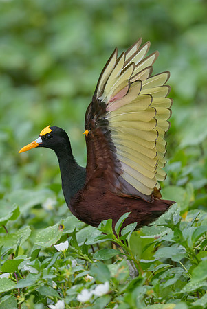 Northern Jacana