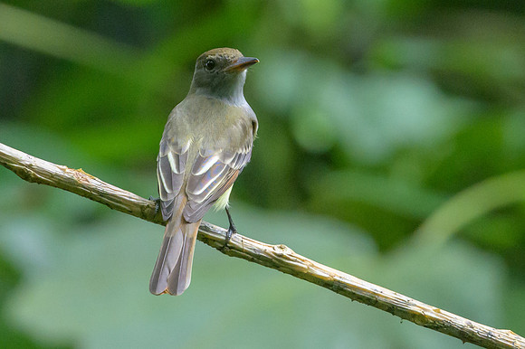 Brown-crested Flycatcher