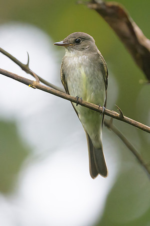 Brown-crested Flycatcher