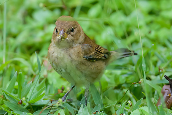 Indigo Bunting