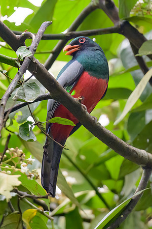 Slaty-tailed Trogon