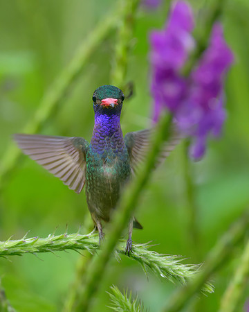 Blue-throated Goldentail