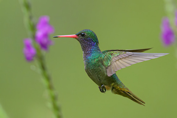 Blue-throated Goldentail