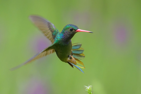 Blue-throated Goldentail
