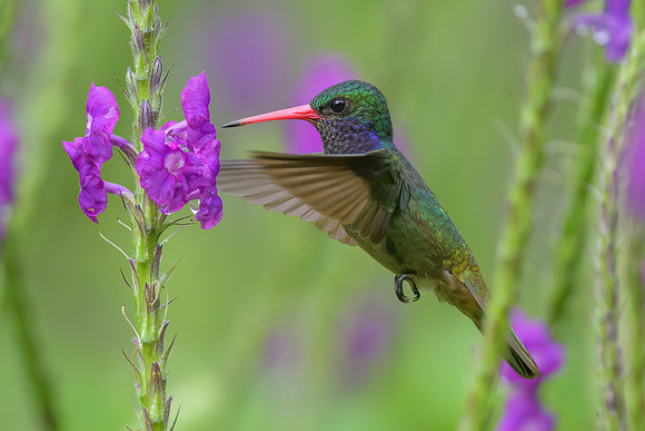 Blue-throated Goldentail