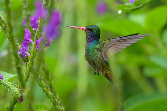 Blue-throated Goldentail