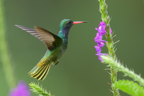 Blue-throated Goldentail