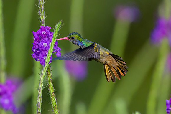 Blue-Throated Goldentail