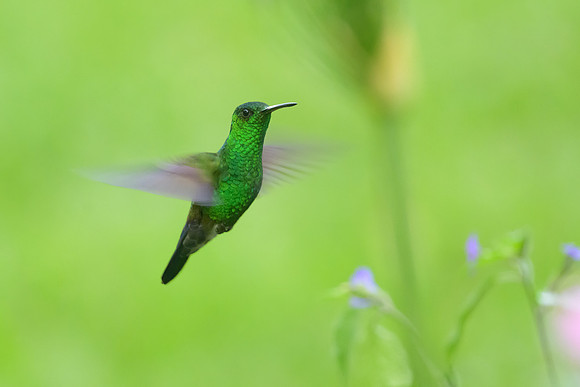 Blue-vented Hummingbird